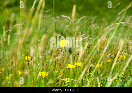 Pré de fleurs sauvages, près de la réserve naturelle nationale de Kenfig, au Pays de Galles de Porthcawl. Banque D'Images