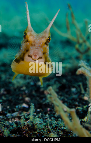 Longhorn Lactoria cornuta (cowfish), le Détroit de Lembeh (Indonésie). Banque D'Images