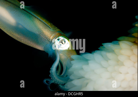 Bigfin reef squid tendant les oeufs le long d'une ligne de bouées, le Détroit de Lembeh, Indonésie Banque D'Images