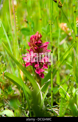 Début marsh orchid var. coccinea Dactylorhiza incarnata subsp. coccinea kenfig national nature reserve porthcawl glamorgan Banque D'Images