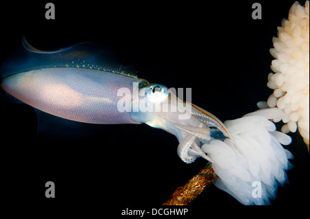 Bigfin reef squid tendant les oeufs le long d'une ligne de bouées, le Détroit de Lembeh (Indonésie). Banque D'Images