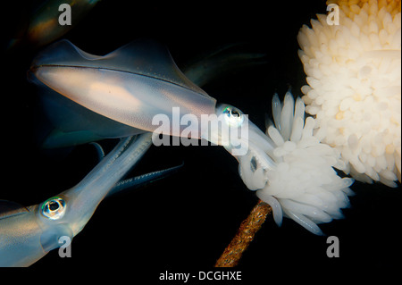 Bigfin reef squid tendant les oeufs le long d'une ligne de bouées, le Détroit de Lembeh (Indonésie). Banque D'Images