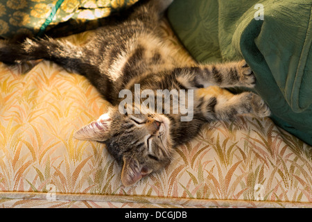 Les animaux de compagnie, ambiance jeune chaton tabby dormant sur canapé Banque D'Images