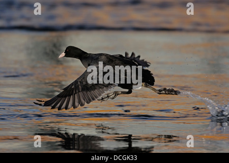 Foulque macroule (Fulica atra) fonctionne sur l'eau avant de décoller Banque D'Images