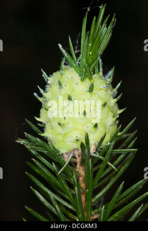 Mélèze rouge gall puceron lanigère du sapin, mélèze adelges, mélèze, puceron laineux, Ananasgalle Ananas-Galle Fichtengalllaus Galllaus,,, Adelges spec. Banque D'Images