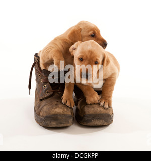 Deux chiots Labrador dans une paire de bottes de travail en cuir Banque D'Images