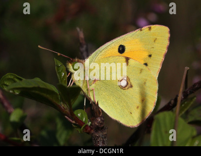 Commune européenne ou sombres assombries papillon jaune (Colias croceus) Banque D'Images