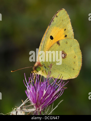 Commune européenne ou sombres assombries papillon jaune (Colias croceus) se nourrissant sur une fleur de chardon Banque D'Images