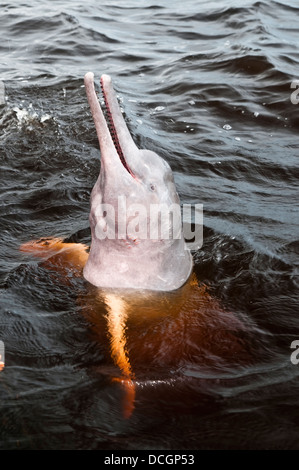 L'amazone ou Dauphin Dauphin du Rose ( Inia geoffrensis ), est une rivière d'eau douce endémiques dolphin à l'Amazonie. Banque D'Images