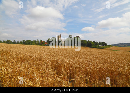 Temps de récolte Horsmonden Kent England Angleterre UK Banque D'Images