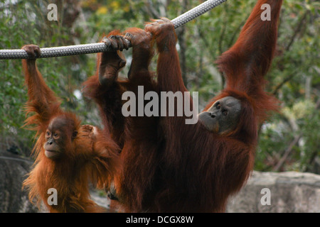 La mère et le bébé orang-outan jouant sur des cordes Banque D'Images