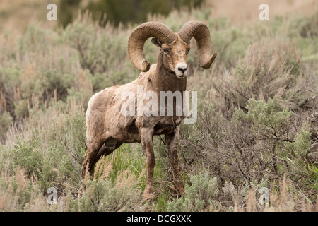 Stock photo d'un mouflon des montagnes de ram à l'été, le Parc National de Yellowstone Banque D'Images