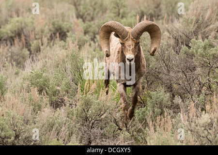 Stock photo d'un mouflon des montagnes de ram à l'été, le Parc National de Yellowstone Banque D'Images