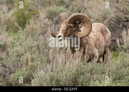 Stock photo d'un mouflon des montagnes de ram à l'été, le Parc National de Yellowstone Banque D'Images