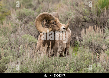 Stock photo d'un mouflon des montagnes de ram à l'été, le Parc National de Yellowstone Banque D'Images