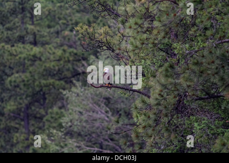 Pygargue à tête blanche (Haliaeetus leucocephalus) aigle majestueux, assis dans les arbres par le lac, à regarder pour l'alimentation. Cranbrook, BC, Canada Banque D'Images