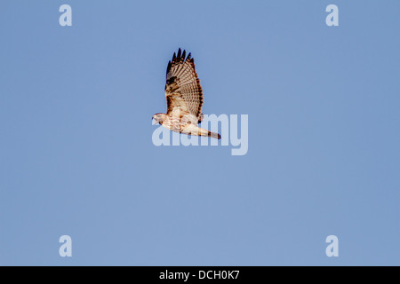 Buse à queue rousse (Buteo jamaicensis) Appelant tandis qu'en cours de vol, à la recherche de nourriture, les extensions sont complètement écartées. Banque D'Images