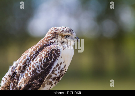 Buse à queue rousse (Buteo jamaicensis) colorés, Close up, portrait, à l'avant. Route de Grand Valley, Alberta, Canada. Banque D'Images