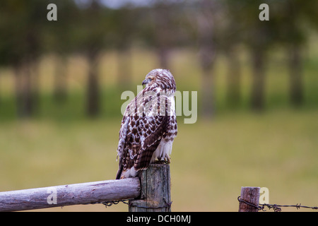 Buse à queue rousse (Buteo jamaicensis), portrait en couleurs, hawk sitting on fence post. Route de Grand Valley, Alberta, Canada. Banque D'Images