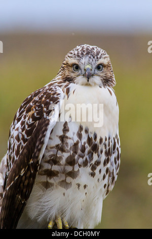 Buse à queue rousse (Buteo jamaicensis), colorés, Close up portrait vertical, à la caméra à Grand Valley Road, Alberta, Canada. Banque D'Images