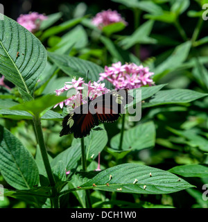 Doris Longwing (Heliconius doris) papillon sur fleur rose. Banque D'Images