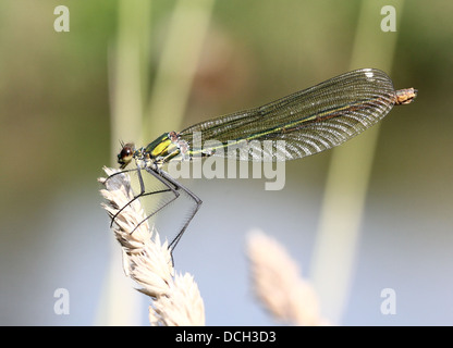 Close-up détaillé d'une femelle subadulte bagués Demoiselle (Calopteryx splendens) libellule Banque D'Images