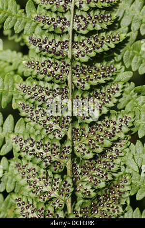 Vaste Buckler fern Dryopteris dilatata-- spores Banque D'Images