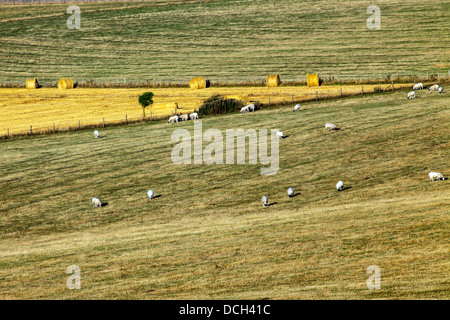 Les terres agricoles au pied de Beacon Firle Banque D'Images