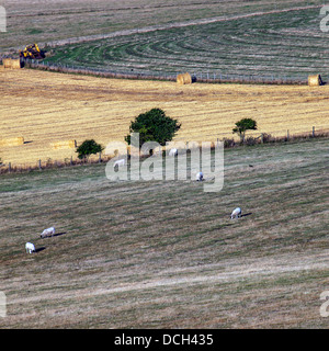 Les terres agricoles au pied de Beacon Firle Banque D'Images