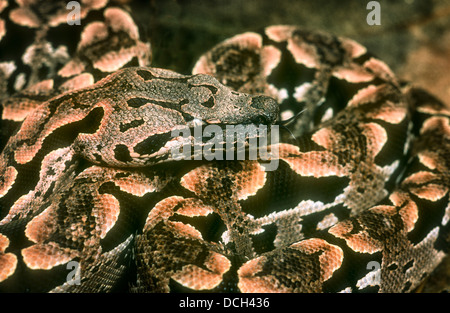 L'Dumeril Acrantophis dumerili boa, Madagascar, Banque D'Images