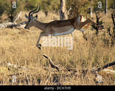 Impala pris dans le saut, Moremi, Botswana Banque D'Images