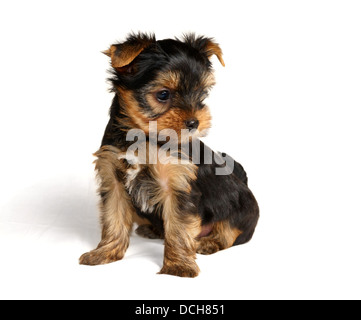 Puppy de Yorkshire Terrier isolé sur fond blanc Banque D'Images