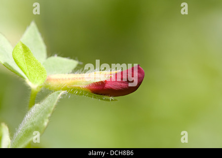 Lotus tetragonolobus, syn. Tetragonolobus purpurea. Pois asperges fleur. Banque D'Images