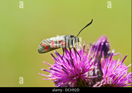 Six-spot Burnet moth reposant sur thistle flower Banque D'Images