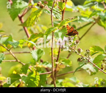 Virgule papillon nectaring sur la fleur de mûre Banque D'Images