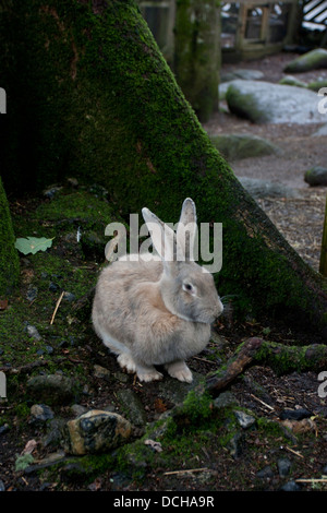 Plan de profil d'un lapin sauvage dans les bois au Royaume-Uni Banque D'Images