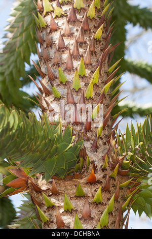 Arbre de puzzle de singe, arbre de queue de singe, pin chilien, Chilenische Araukarie, Andentanne, Araucaria araucana, Araucaria chilensis Banque D'Images