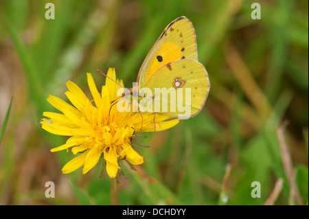 Papillon jaune assombrie mâle se nourrissant de fleur jaune Banque D'Images