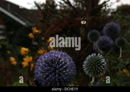 White-tailed bumblebee survolant globe thistle Banque D'Images