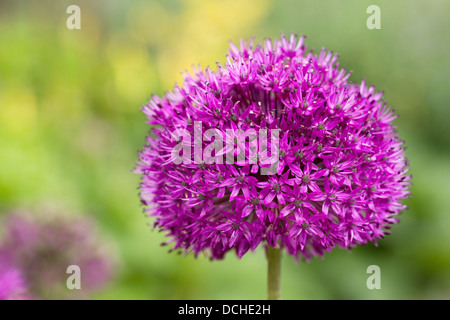 Allium hollandicum 'Purple Sensation' dans un jardin anglais. Banque D'Images