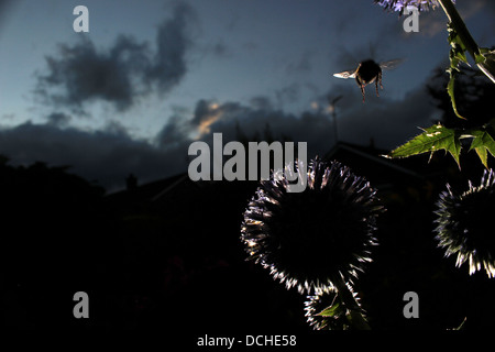 White-tailed bumblebee survolant globe thistle Banque D'Images