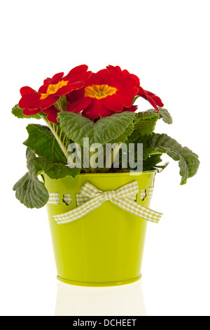 Primrose rouge en vert seau Banque D'Images