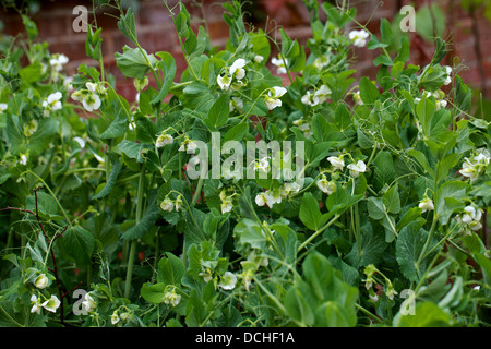 Petits pois, Pisum sativum, Fabaceae Banque D'Images