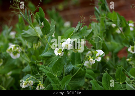 Petits pois, Pisum sativum, Fabaceae Banque D'Images