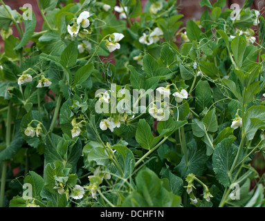 Petits pois, Pisum sativum, Fabaceae Banque D'Images