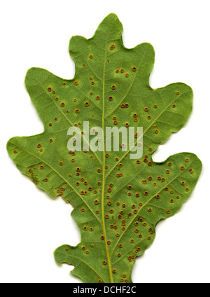 Bouton de soie Spangle Gall, Neuroterus numismalis, Cynipidae, Hyménoptères. Gall wasp des galles sur une feuille de chêne. Banque D'Images