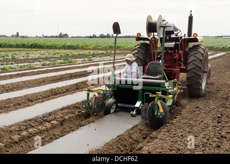 Pose de bâches en plastique en préparation pour la plantation des concombres. Divers pesticides et d'engrais seront placées dans plasticM Banque D'Images