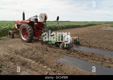 Pose de bâches en plastique en préparation pour la plantation des concombres. Banque D'Images