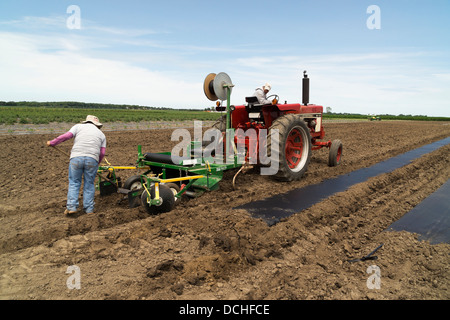 Pose de bâches en plastique en préparation pour la plantation des concombres. Banque D'Images