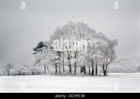 Bosquet d'arbres en hiver la neige, Hutton, Guisborough Banque D'Images